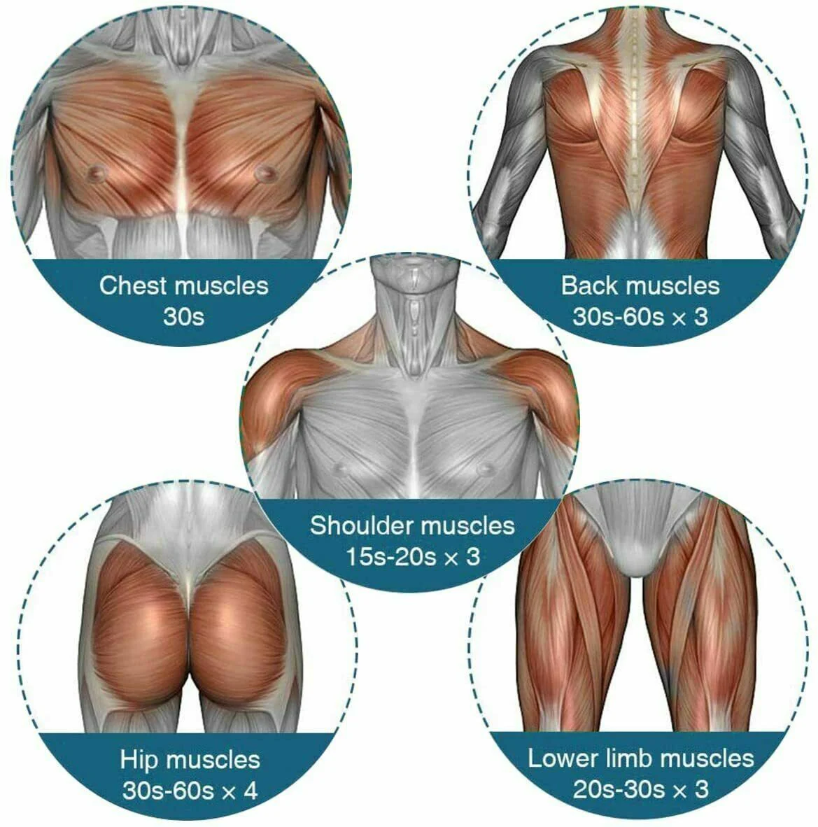 Muscle group diagrams with exercise time recommendations on a white background